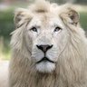 Prashant Desai profil fotoğrafı