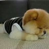 たかゆき💩🧚 的头像