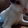 cepi's profile picture