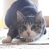 chameargo profil fotoğrafı