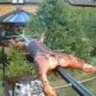 LP11103 (meatforeat)'s profile picture