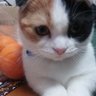 コトダマン profil fotoğrafı
