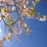 Фото профиля サクラ