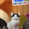 Profilbild von ことわ