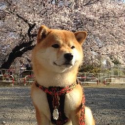 tyobi481nu's profile picture