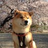 Фото профиля チョビ