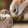 Profilbild von horse falcon