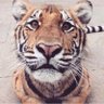 Andrew Ka's profile picture