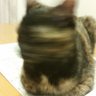 Фото профиля Cはなぴ🦐