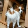 Profilbild von kuuko