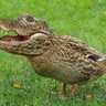 gatorduckonquack 的头像