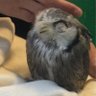 もふヌイ　猫ウナギ捕獲員 profil fotoğrafı
