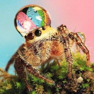 Strange_Animals's profile picture