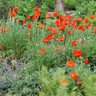 The Perfect Garden's profile picture