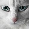natein's profile picture