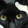 Profilbild von チビクロ