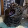 Profilbild von ヒースの崖っぷち