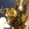 tomo_aifun profil fotoğrafı
