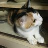 Profilbild von 水猫