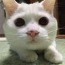 しんばぷー profil fotoğrafı