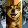 さざみー profil fotoğrafı