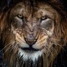 Re Nero profil fotoğrafı