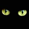 Chat noir 的头像