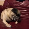 Cajun Raisin's profile picture