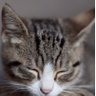 ちょうちょ's profile picture