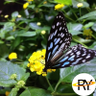 Фото профиля Madame Butterfly 🦋🇺🇸🇺🇦🏳️🌈🌊
