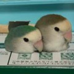 Haru_desu's profile picture