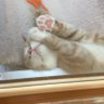 猫盆 的头像