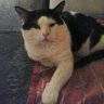 Cheryl Roarke's profile picture