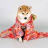 すぅすぅ's profile picture