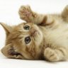 Profilbild von かなた🐈🐾