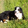 Bernese's profile picture