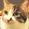くまさん profil fotoğrafı