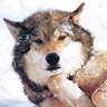 Фото профиля Brian Wolf