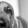 Humble Hounds 的头像