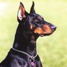 Profilbild von doberman