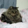 Фото профиля katze_tama_
