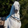 رحال's profile picture
