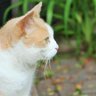 Profilbild von 🌈Popcorn’s Scratch Pad 🐾