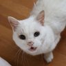 Profilbild von tomcut