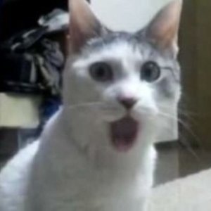zonreaks29's profile picture