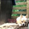 ミンキー 的头像
