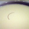 Profilbild von Das Haar in der Suppe
