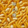 かし 的头像