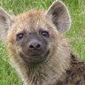 Truf profil fotoğrafı