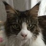 Фото профиля HP Lovecraft's Cat 🏴